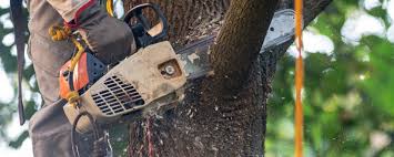 How Our Tree Care Process Works  in  Boardman, OR