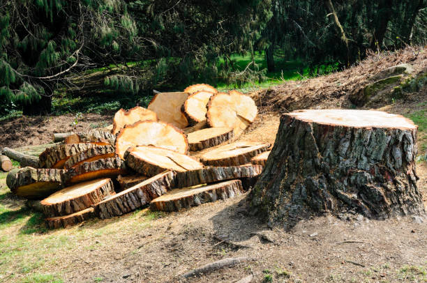 Best Firewood Processing and Delivery  in Boardman, OR